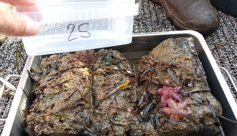 Sedimentprobe mit Seegrasbewuchs und Seesternen Sedimentprobe mit Seegrasbewuchs und Seesternen